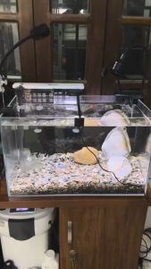 Đèn Kẹp Tròn Cổng USB Điều Chỉnh 360 Độ Chế Độ Đổi Màu RGB Cho Bể Cá Bể Thủy Sinh