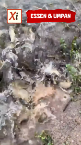 Umpan Mancing Fermentasi Bloodworm – Amis Alami Daya Pikat Tinggi & Siap Pakai