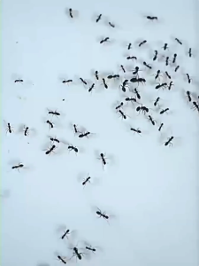 【ฆ่าปลวกทั้งรังยากำจัดปลวก】ยาฆ่ามด ป้องกันฆ่าตาย2in1 ยาฆ่าปลวก ติดเชื้อตาย ยากำจัดมด เหมาะสำหรับมดทุกชนิด ยาฉีดปลวกบ้าน ได้ผล100% กำจัดมดในบ้าน เหยื่อกำจัดปลวก น้ำยาฆ่าปลวก น้ำยากำจัดปลวก ใช้ยา1ครั้ง ยาปลวกตายยกรัง ยากำจัดปลวกไม้ ดิน ยากำจัดมดยกรัง