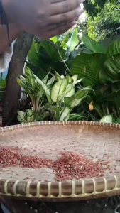 [RUMAH TANI] Beras Organik Merah Sosoh 1 Kg MPASI Asli 100% Diabetes Kualitas Bagus Untuk Diet