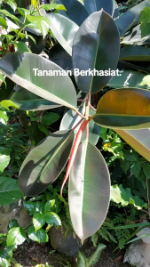 Daun Karet Kebo Segar / Daun Karet Munding Segar (Obat Herbal Stroke)