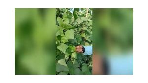 Benih Bibit Buncis LEGENDA 500gr You Seed