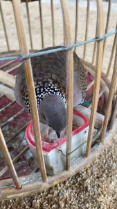 กระซ่าผงละเอียด เปลือกหอยกระซ่าบดละเอียดแคลเซียมสูง สำหรับนกเขาใหญ่ นกกรงหัวจุก และนกทุกสายพันธุ์ บรรจุ 1 กิโลกรัม