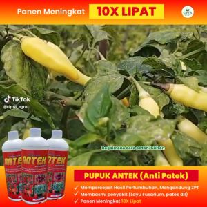 ANTEK ANTI PATEK ANTI KERITING DAUN BERGARANSI