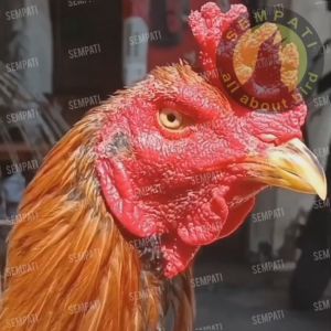 SEMPATI Doping Vip Black Panther Vitamin Obat Ayam Laga Pil Kapsul Meningkatkan Agresif Dan Power Ayam Aduan Jantan Jago Tingkatkan Stamina Kuatkan Otot Tahan Lama Di Ring Aduan - Lazada