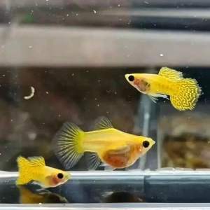 GPS Aquatic Yellow Lace GB SB Guppy