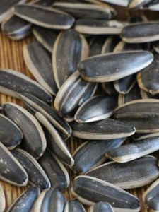 New Stock Original Flavor Large Kernels Sunflower Seeds Raw Unshelled 5 Pounds Bulk Snack Nuts from Inner Mongolia