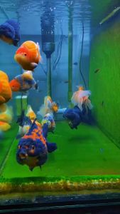 Túi lọc hồ cá - Tất lọc bể cá - Túi lọc bông - lọc cặn hồ cá - bể cá thủy sinh- Phụ kiện cá cảnh