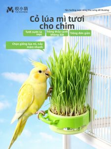YUEXIAOMENG | Thức Ăn Cho Chim Từ Cỏ Mèo Sạch Ở Trạng Thái Tươi