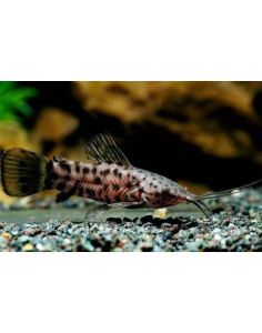 Hoplo catfish/Ornamental fish/Freshwater/Readystock