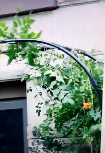 Rose Decorative Wall-Mounted Iron Art Flower Stand Rose Arch Flower Arch Stand Plastic-Coated Arched flower rack climbing pergola garden arch wrought iron stand planting box courtyard