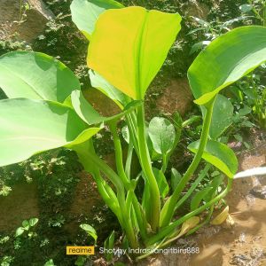 Genjer Eceng Gendot Lalapan Segar Olahan Sayur Tradisional