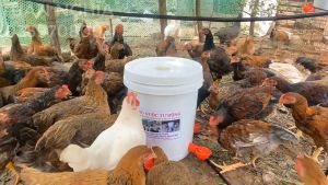 Máng uống nước tự động cho gà ngan vịt dùng tiện lợi