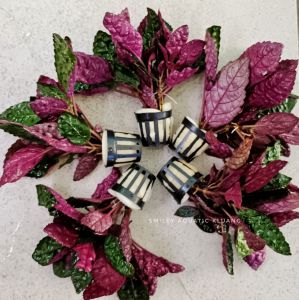 【LIVE】Purple Waffle Plant Hemigraphis Exotica Hydroponic Aquascape Paludarium Aquarium Plant low-tech easy root