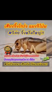 เสียงจิ้งหรีด เสียงต่อจิโป่ม  เสียงล่อจินาย ต่อเข้าเร็ว USBแฟลชไดร์ฟเสียงต่อจิ้งหรีดเสียงดี ชัด100% ไม่มีโฆษณาแทรก (MP3 เสียงต่อสัตว์)