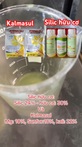 Bộ đôi KAMASU + KALI SILIC giúp sầu riêng lên cơm vàng đều không bị bộp com béo ngọt chống sượng nước và nhão cơm