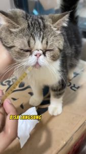 FLUTD-GUARD 5gr by Golden Paw Obat Flutd Susah Kencing Pipis Kucing Pipis Berdarah Tidak Lancar Batu Ginjal Obat Saluran Kencing Kucing Anyang Anyang Infeksi Saluran Kemih Kucing Vitamin Urinary Infeksi Kemih Kucing Furyou Fur You Agege Saputra Cystaid