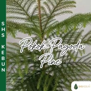 Pokok Pine 松树 Pinus Pokok Pagoda Pokok Hiasan Pokok Hidup Outdoor Indoor SHS Kebun