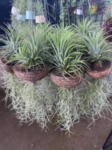 ต้นสัปรดพระจันทร์เสี้ยว พร้อมลวดแขวน #ต้นไม้ #กระถางต้นไม้ #เคราฤาษี #ไม้แขวน #พืชฟอกอากาศพร้อมแขวน #ต้นไม้ฟอกอากาศ #ไม้รากอากาศ #เลี้ยงง่าย เหมาะกับ #ตกแต่บ้านสวยๆ