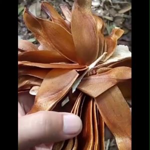 Biji Kayu Mahoni / Mauni 500gr Kualitas Unggul