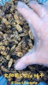 韩国 蠔干(S)Korean Dried Oyster (S)