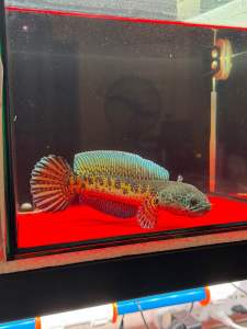 Cobra Auranti HighFin 8inchi （Selected）（Tank A8）（Pallet Trained）
