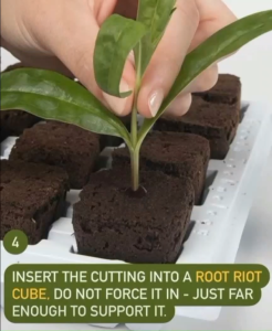 Growth Technology Root Riot Propagation Cube (100 cubes) (Bahan Medium Benih dan Penggalak Akar untuk potongan)