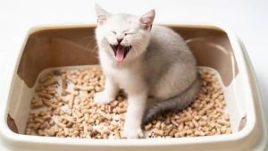 VetPlus CYSTAID PLUS - Obat Infeksi Saluran Kemih Kucing