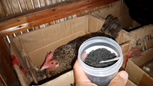 Pest control ng mga gumagapang na lisa ng kuto(miteslicefleas) sa Manok at pangtaboy ng langgam