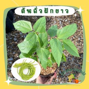 ถั่วฝักยาว ดก ฝักยาว เนื้ออวบ ผักสวนครัว ผักสวนครัวปลูกง่าย ผักสวนครัวพร้อมปลูก ผักออร์แกนิก