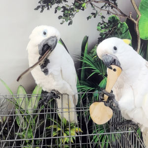Xuanfeng Little Sun Monk Kake Sunflower Gray Parrot Climbing Bite Puzzle Grinding Mouth Teething Bar Stress Relief Toy