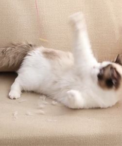 ลูกกลิ้งหมาแมว เครื่องกำจัดขนสัดว์เลี้ยง แท่งกำจัดขุย ลูกกลิ้งขนแมวขนสุนัข แปรงกำจัดขนสิ่งสกปรก ทำสะอาดด้วยตัวเอง ด้ามจับถนัด