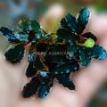 Bucephalandra  Purple Hades Tanaman Aquascape. 