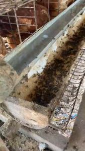 RALAT Pembasmi Lalat Semut Rayap & Serangga Ramah Lingkungan