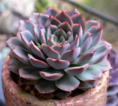 多肉植物  ❤️マディバ ❤️ 饺子皮❤️1大頭15cm拔キ苗 Echeveria Madiba Succulent 3cm Without Pot 马帝巴/ 饺子皮