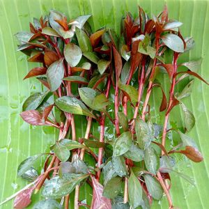 Ludwigia Repens Tanaman Aquascape Hiasan Aquarium