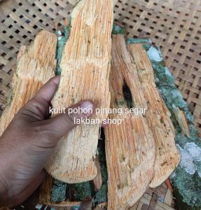 Kulit pohon pinang segar original 250 gram
