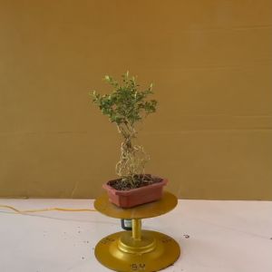 Cây Bạch Tuyết Mai Bonsai (Cây Ngàn Sao) - Cây Cảnh Phong Thủy Để Bàn
