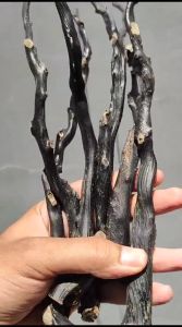 Bahan Akar Bahar Hitam Berserat Lentur Size Sedang