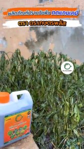 “โปรโมชันพิเศษ 2 แถม 1 แกลลอน I ของแท้จาก ดร.เกษตรพลัส สูตรเข้มข้นเกรดพรีเมียม ขนาด 1000 ml รับประกันความปลอดภัยไร้สารเคมี ระวังสินค้าปลอมเลียนแบบ”