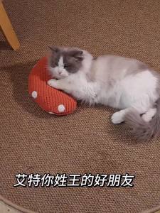 【Witte】 หมอนสัตว์เลี้ยง สําหรับสัตว์เลี้ยง สุนัข แมว หมอนตัวยู  หมอนเพื่อปกป้องกระดูกสันหลังส่วนคอ