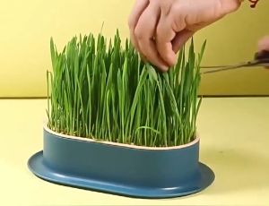 CASSIE Hydroponic Cat Grass Box Set