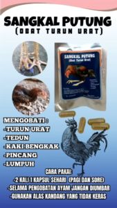 SANGKAL PUTUNG SASET 10 KAPSUL - obat turun urat