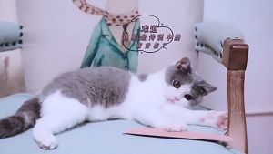 Sisir Lidah Kucing, Sisir Pijat Kucing, Sisir Grooming Kucing, dan Sisir Penghilang Bulu Kucing