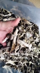 Nấm lộc nhung nguyên cây thơm ngon trọng lượng 1kg