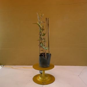 Cây Chuồn Chuồn (Cây Cánh Bướm Đỏ) - Cây Lương Thảo Dơi - Cây Đậu Cánh Dơi