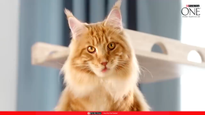 Purina One 6.6KG Original Pack Premium( Kitten / Healthy Adult / Indoor Advantange/Urinary ) Dry Cat Food /Makanan Kucing 猫粮干粮FREE GIFT