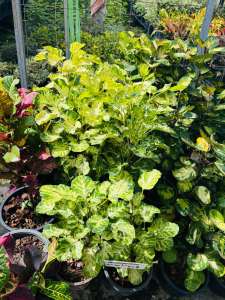 #ต้นเล็บครุฑกระจก (Polyscias guilfoylei Victoriae) เป็นไม้ประดับชนิดหนึ่งที่มีใบสวยงาม เป็นที่นิยมปลูกเพื่อความสวยงามและเป็นไม้มงคล. ใบมีลักษณะเป็นใบประกอบแบบขนนก ขอบใบหยักคล้ายฟันเลื่อย ใบมีสีเขียวเข้ม ขอบใบสีเหลือง หรือด่างขาว. ต้นเล็บครุฑกระจกเป็นไม้