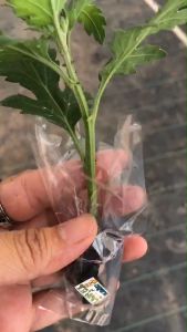 #ต้นเบญจมาศ พันธ์ตัดดอก เพาะชำแล้ว