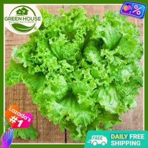 Green House® - Lettuce Curly Green Seeds for Planting Vegetable Plants (200 Seed) incl. Planting Instruction Letsugas